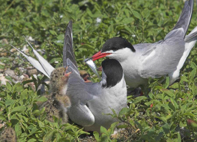 Flussseeschwalben-Familie, F&uuml;tterung des Jungen mit einem kleinen Fisch [Foto: A. Maywald]