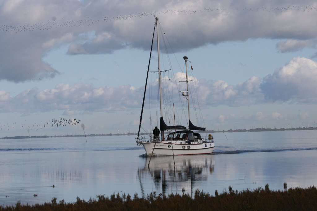 Tausende von Zugv&ouml;geln &uuml;berwintern im Jadegebiet und lassen sich auch vom Boot aus gut beobachten [Foto: H.Harder]