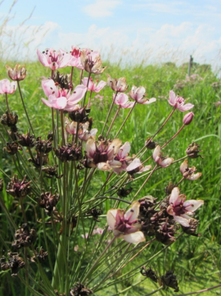 Schwanenblume - eine markante Staude der Grabenufer und R&ouml;hrichte [Foto: U. Kuhn]